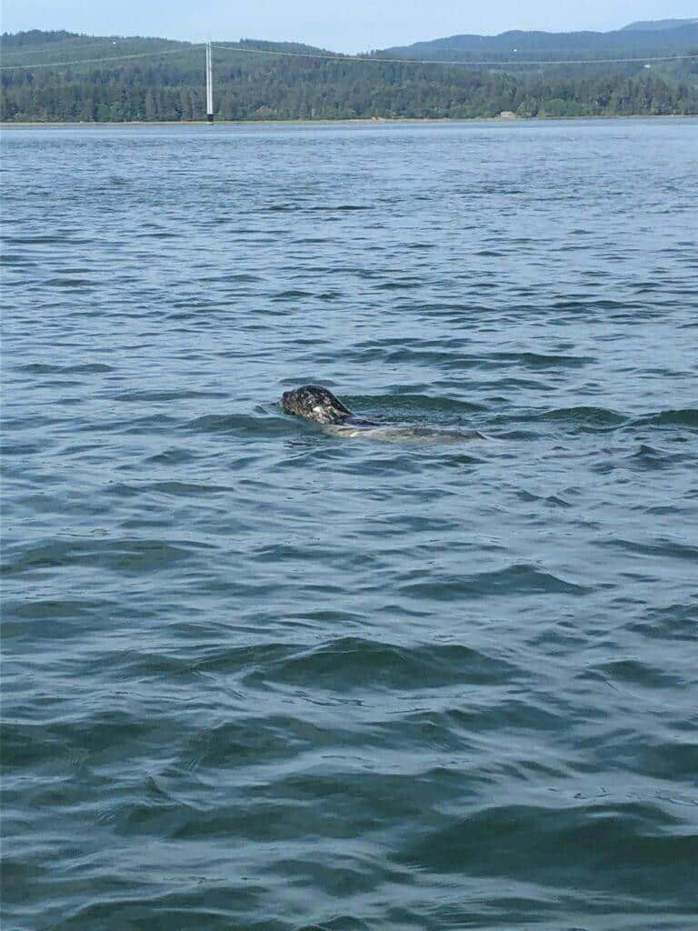 Whale watching in Florence