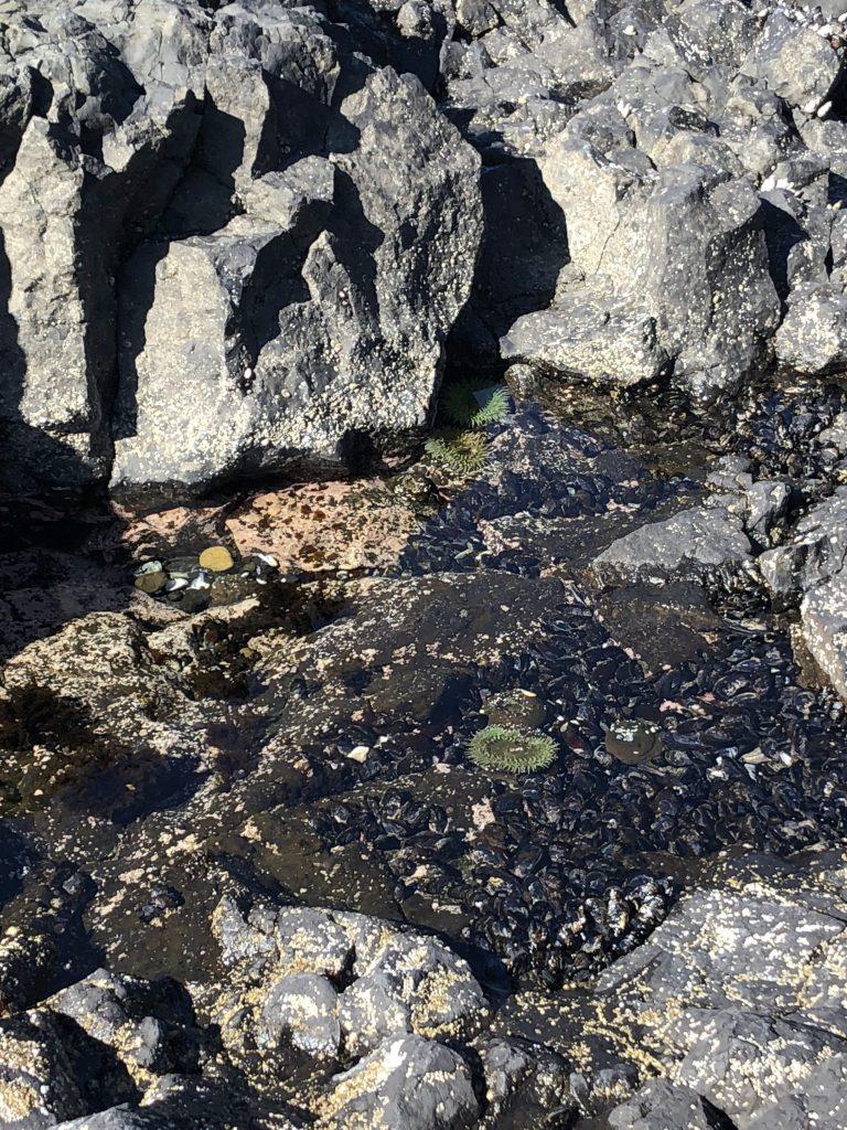 Tide Pools