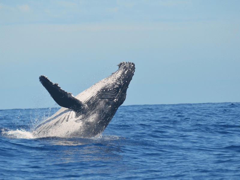 Relax By Whale Watching