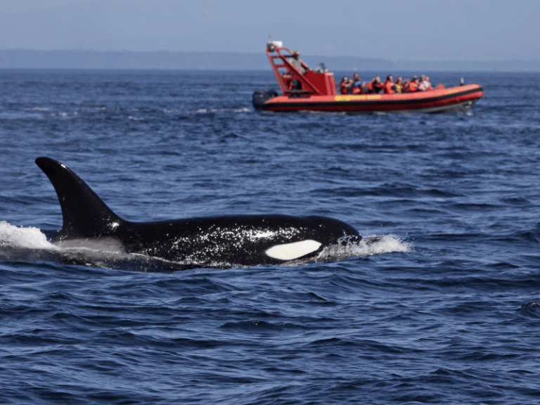 Pack These 7 Items For Whale Watching on the Oregon Coast