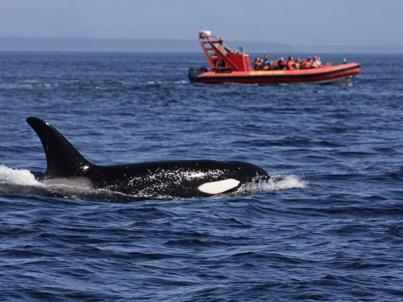 Pack for whale watching