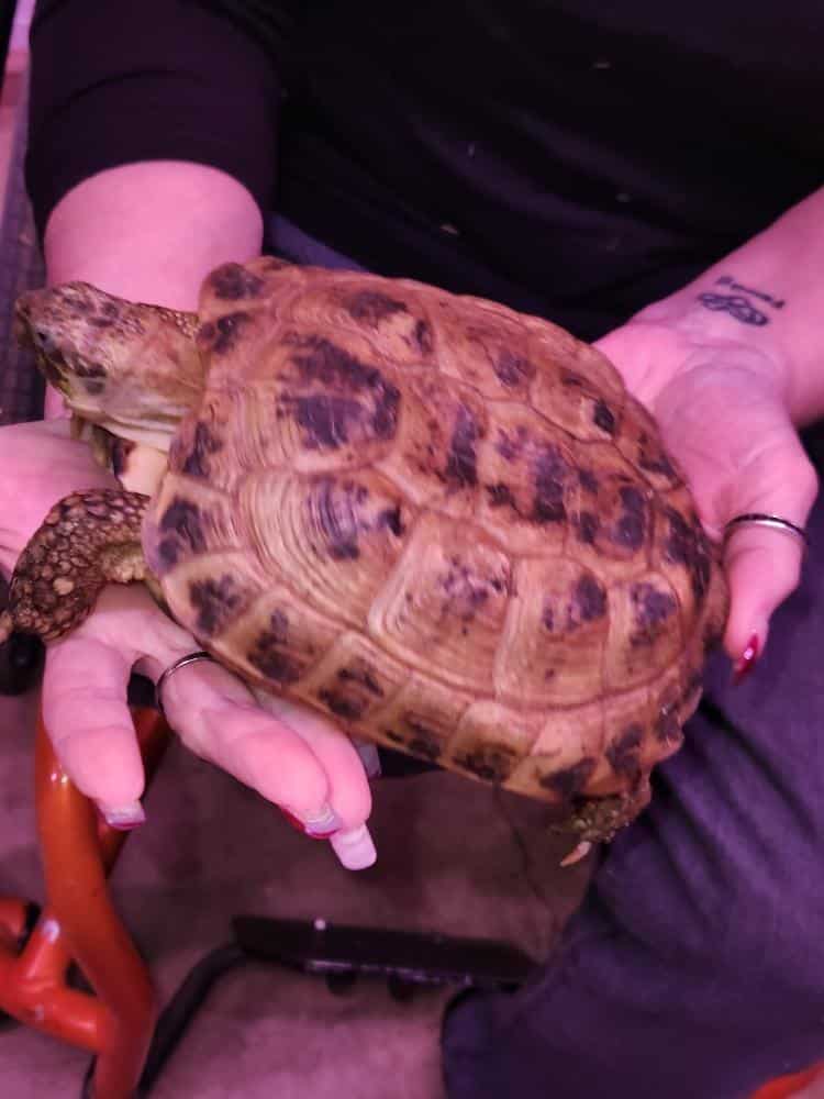 Pancake the Turtle