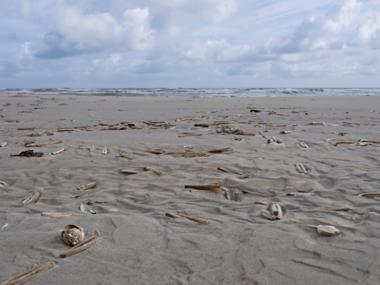 Uncovering the Best Spots to Find Seashells on the Oregon Coast