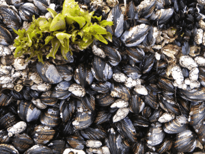 Clamming the best seafood on the Oregon Coast