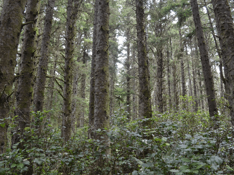 Verdant Forests and Outdoor Activities