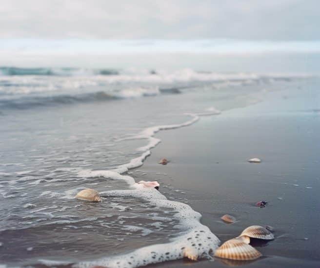 Oregon Coast seashells