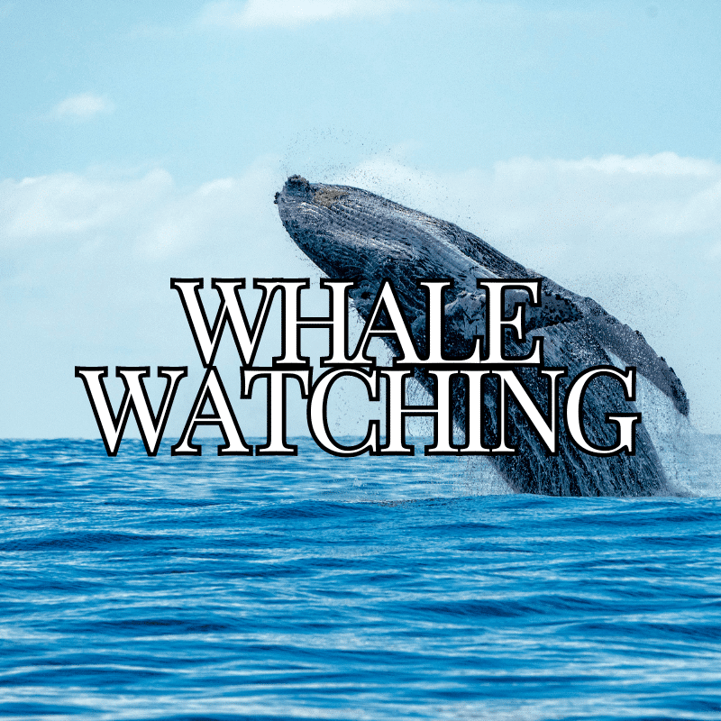 Whale Watching on the Oregon Coast