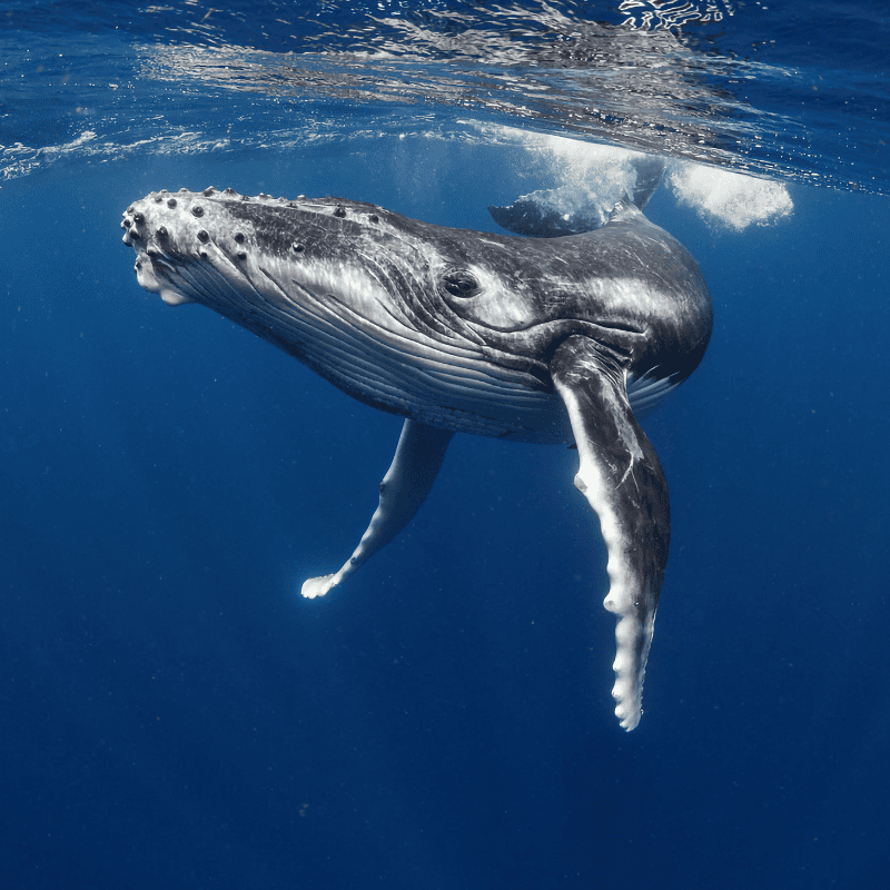 Close-up of a gray whale during the whale migration on the Oregon Coast.