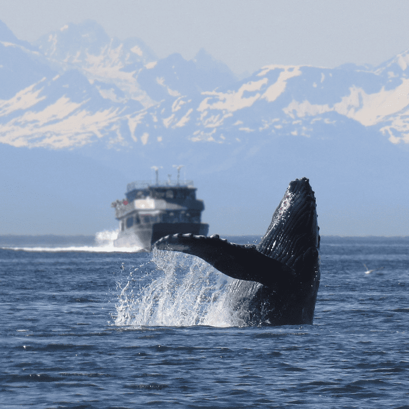 A majestic gray whale breaching the surface during the whale migration on the Oregon Coast.