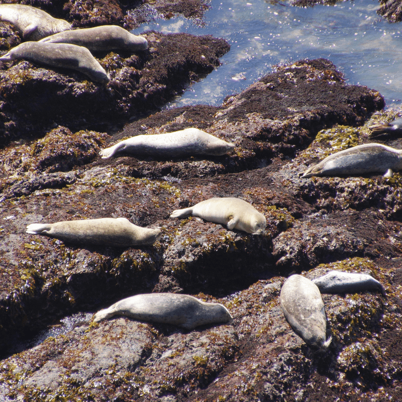 Wildlife of the Oregon Coast: Seals