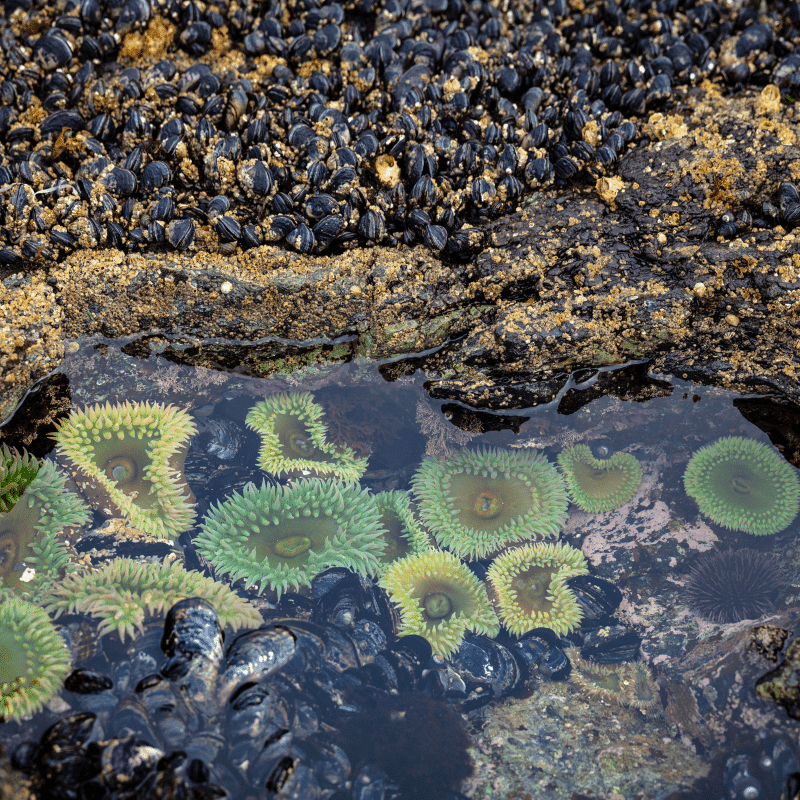 Wildlife of the Oregon Coast: Tide Pools