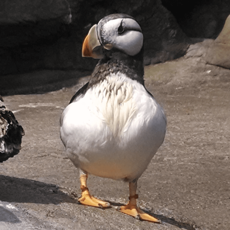 Wildlife of the Oregon Coast: Puffins