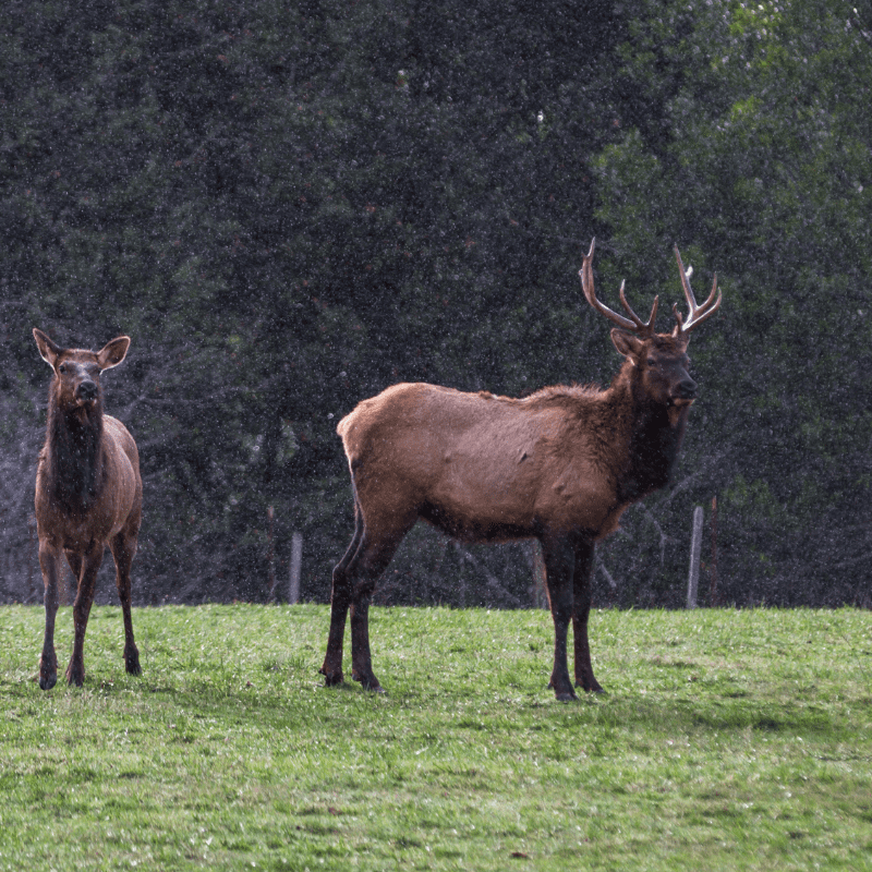 Wildlife of the Oregon Coast: Elk