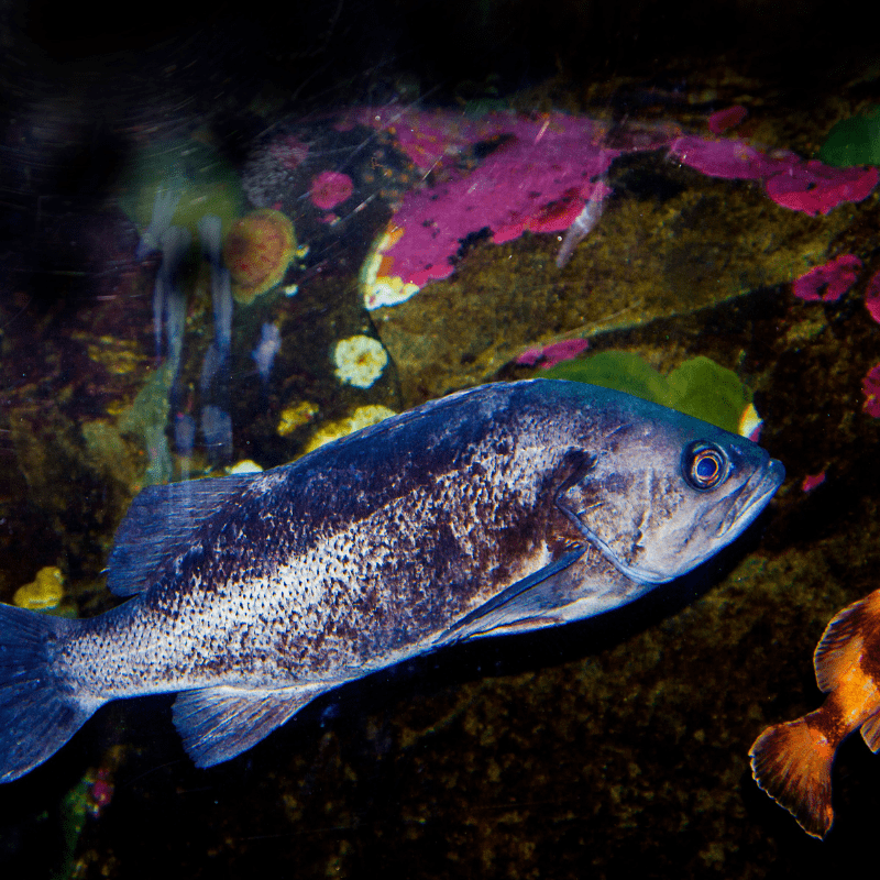 Wildlife of the Oregon Coast: Fish