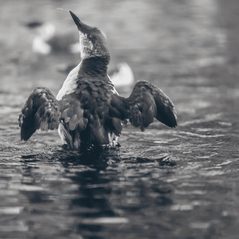 Wildlife of the Oregon Coast: Murrelet