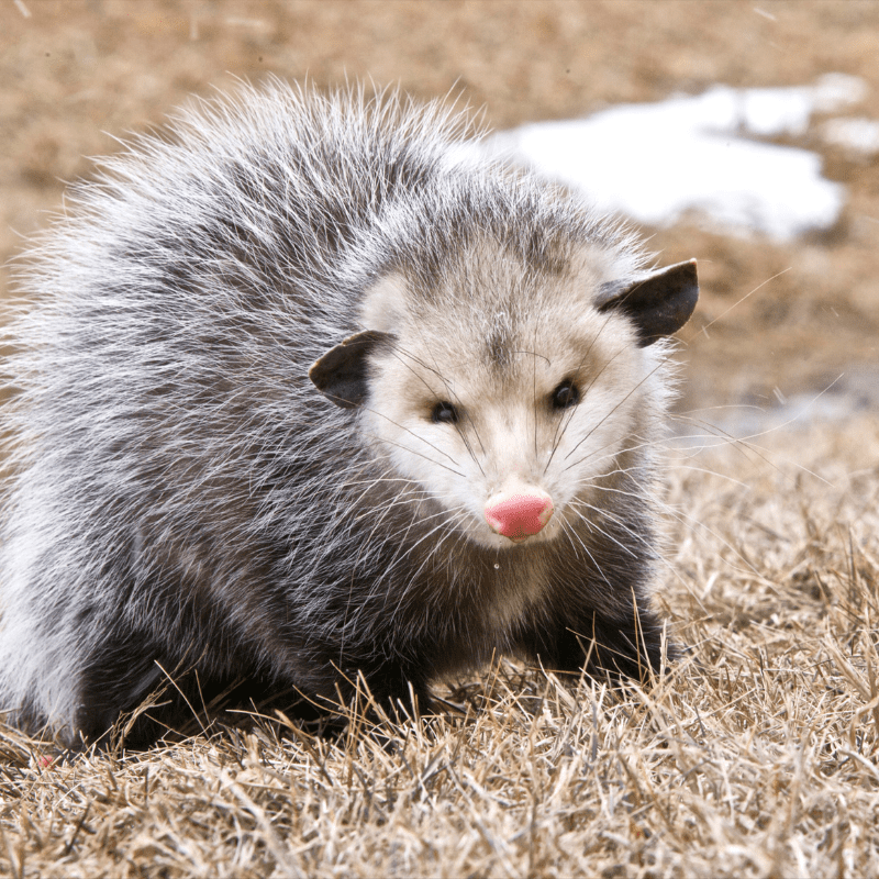 Wildlife of the Oregon Coast: Opossums