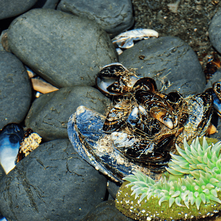 Finding Unique Seashells Oregon Coast