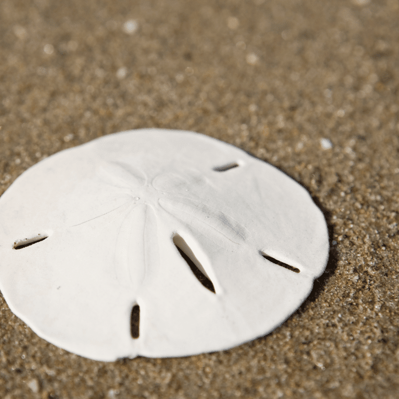 Collecting Seashells on the Oregon Coast