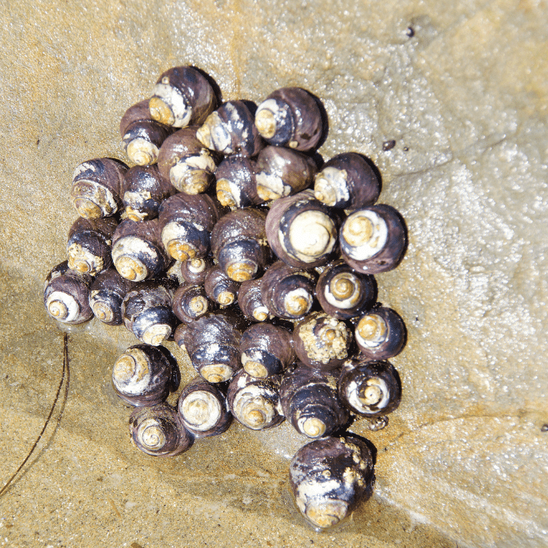 Oregon Coast Moon Snails Collecting Seashells