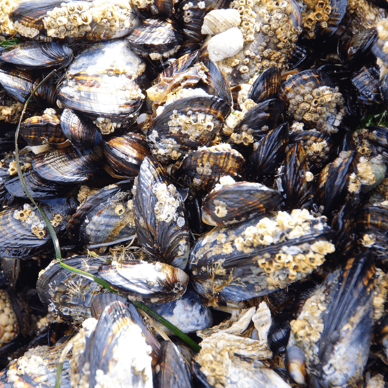 Oregon Coast Mussel Shells Collecting Seashells