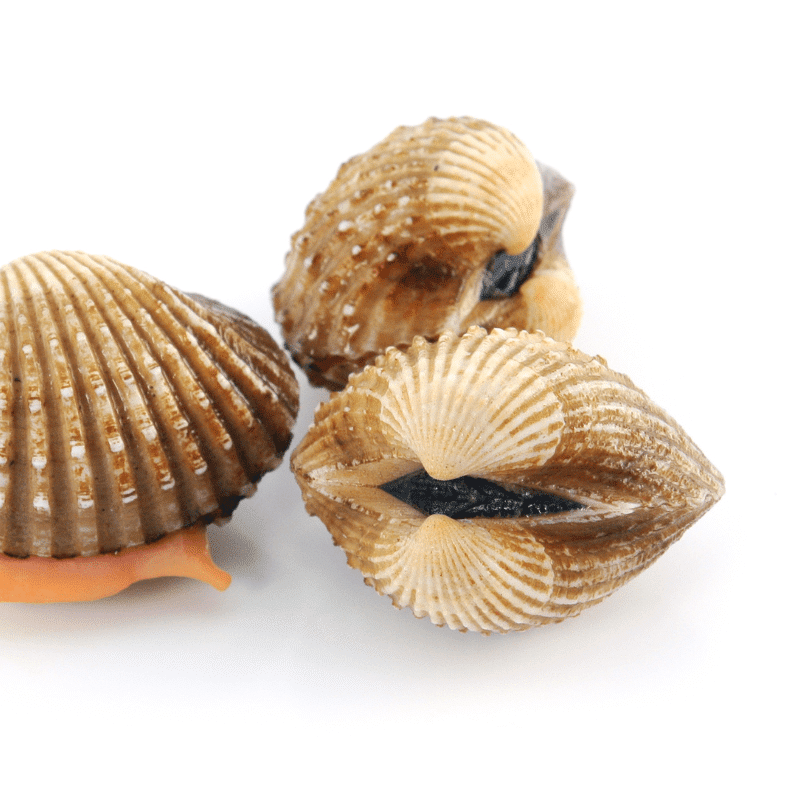 Oregon Coast Cockles Collecting Seashells