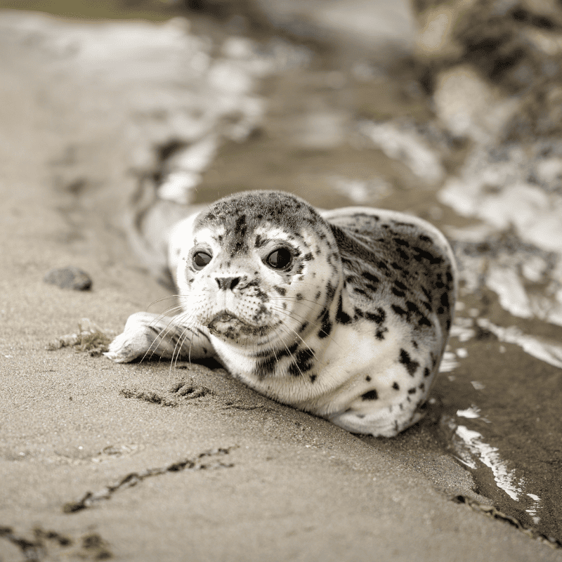 A young pup emerges from the waves, making its mark on the Oregon Coast.