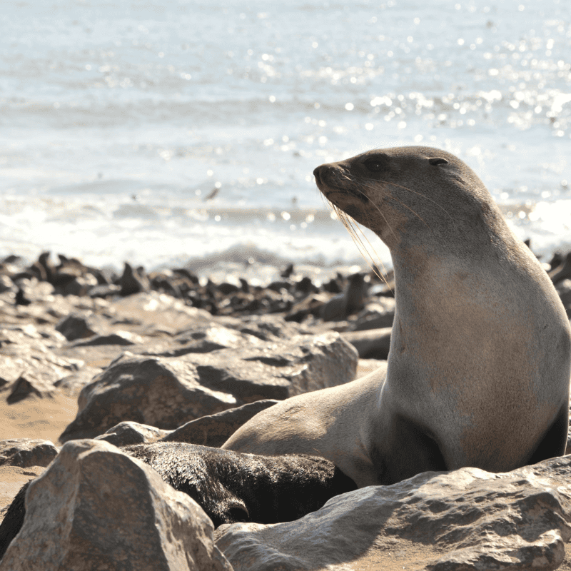 Basking in the Oregon Coast sun, this seal enjoys the warmth of the rocky shore.