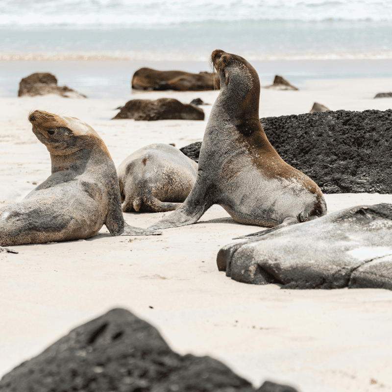 A sandy stretch of the Oregon Coast is the perfect lounging spot for these relaxed seals.