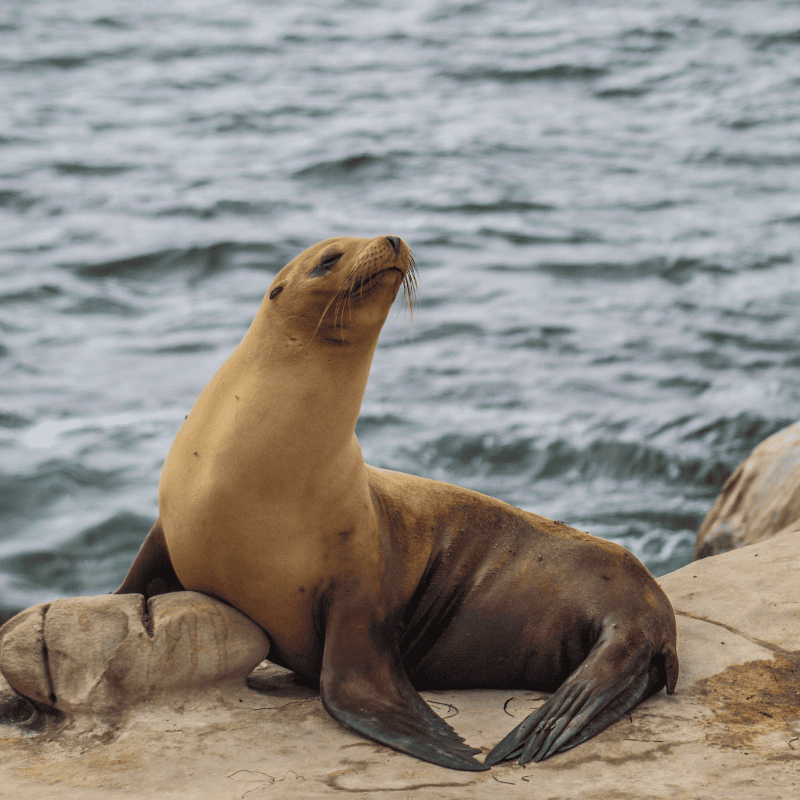 With the waves behind, this Oregon Coast seal strikes a regal pose on the rocks.