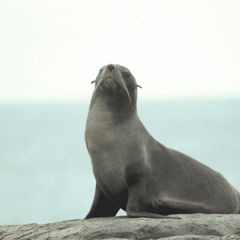 High above the ocean, an Oregon Coast seal surveys its surroundings with confidence.