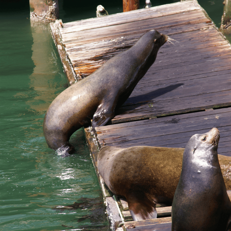 Dockside lounging: Oregon Coast seals soak up the sun while one makes a splashy entrance.