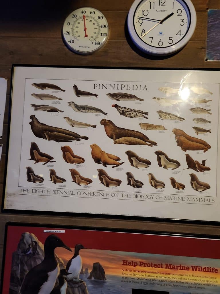 Pinnipeds Poster - Steller Sea Lions and Other Marine Mammals