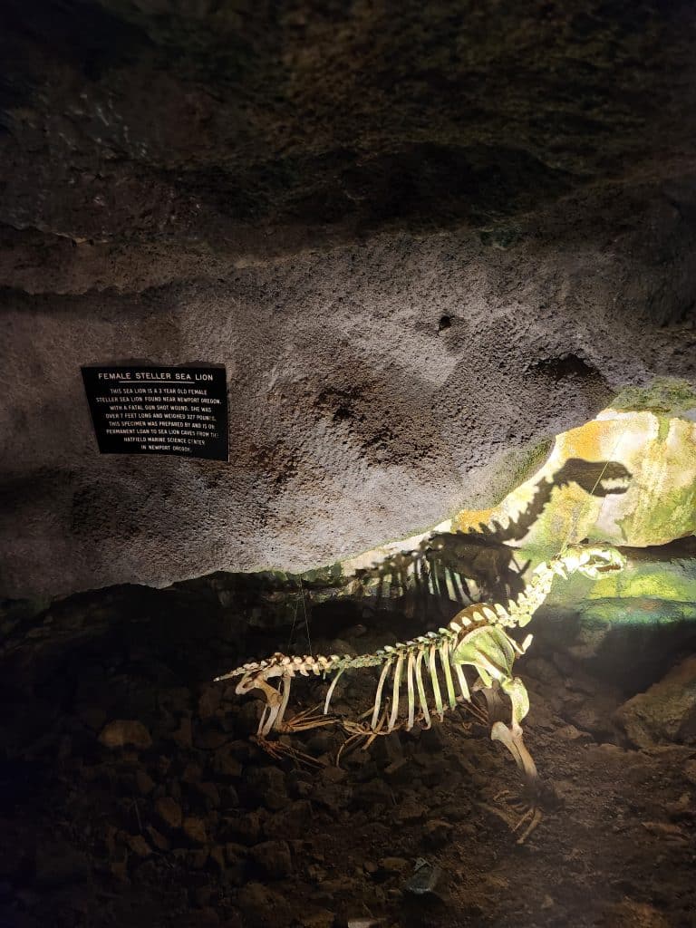 Geological Formations in Sea Lion Caves - Basalt Rock