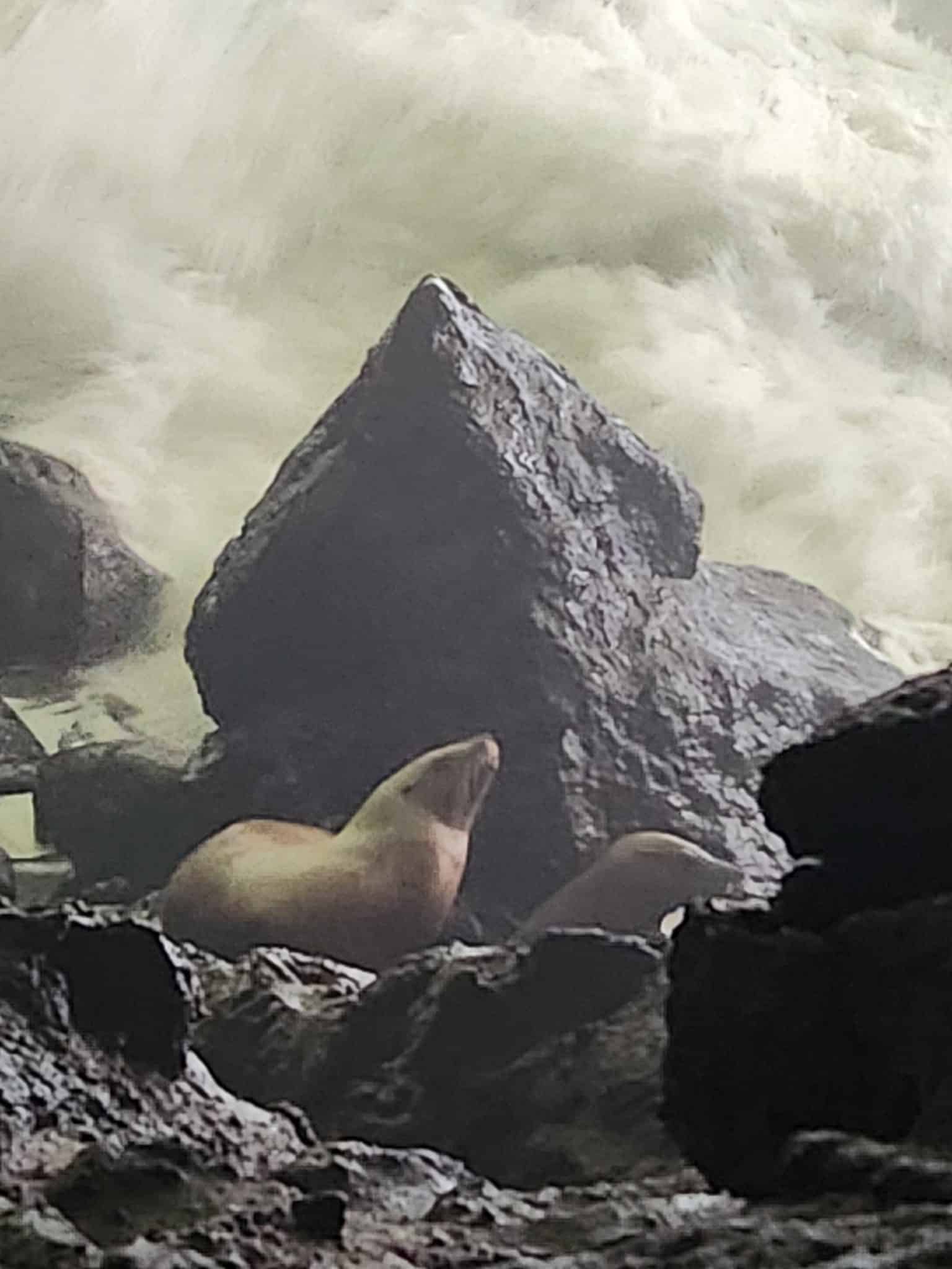 Inside Sea Lion Caves - Home to Steller Sea Lions