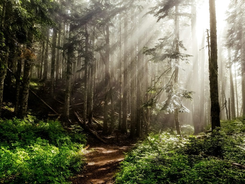 sun rays in forest