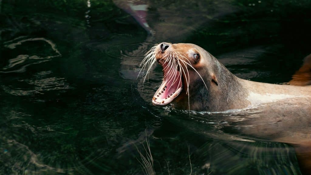 A seal is in the water with its mouth open