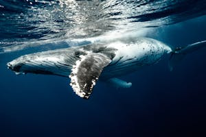 A stunning view of a humpback whale gracefully swimming underwater in the clear blue waters of Tonga.