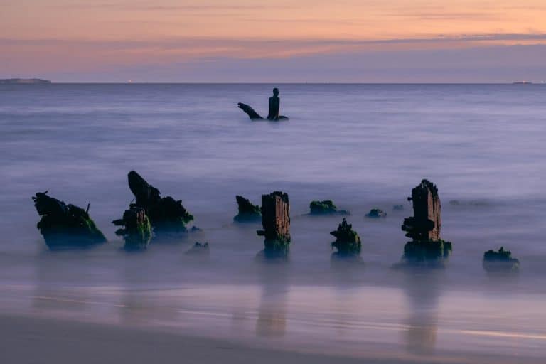 Complete Guide to Oregon Coast Wildlife Watching: Best Spots and Seasons