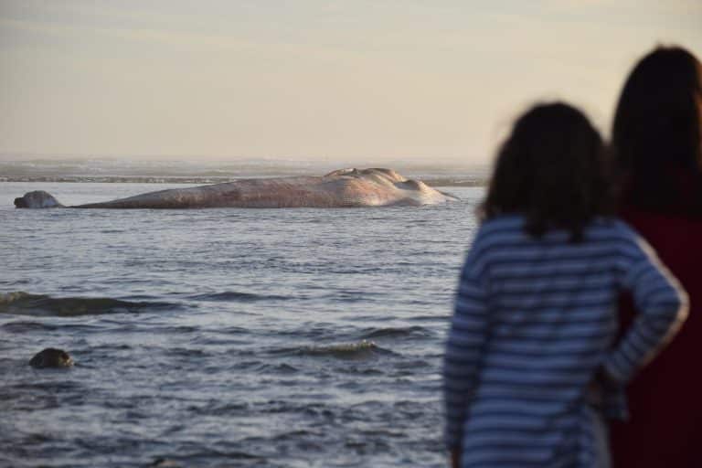 From Spouts to Starfish: Your Oregon Coast Wildlife Watching Guide 🐋🦦🐚