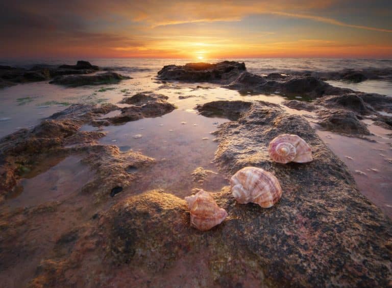Oregon Coast Beach Guide: Hidden Coves, Tide Pools, and Local Tips 🌊🐚