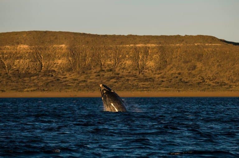 How to Ethically Watch Wildlife on the Oregon Coast: Tips, Seasons, and Best Lookouts