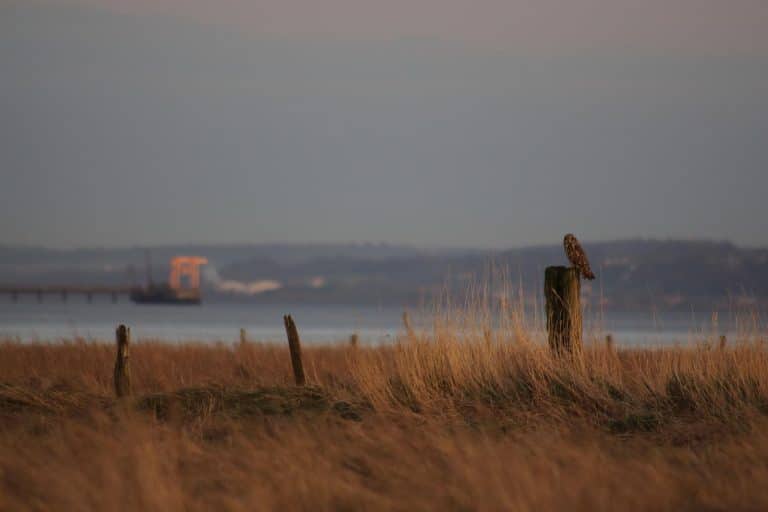 Ethical Wildlife Watching on the Oregon Coast: See More, Disturb Less 🐋🌊