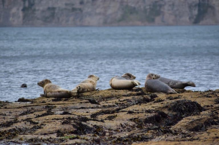 Oregon Coast Wildlife, The Safe Way: A Local’s Guide 🦭👀