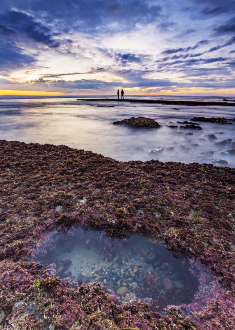 Family-Friendly Tide Pooling: Safe, Sparkly Spots on the Oregon Coast 🦀👨‍👩‍👧‍👦