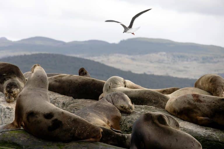 Wildlife Watching on the Oregon Coast: What to See and How to Respect Nature 🦭👀