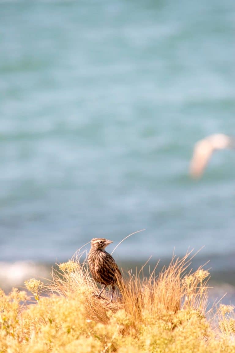 Spring on the Oregon Coast: How to Spot and Protect Nesting Seabirds 🐦🛑