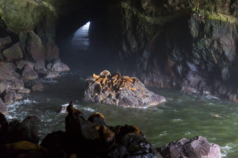 Spring Wildlife Watching on the Oregon Coast: Whales, Puffins, and Pup Season 🐳🦭🐦
