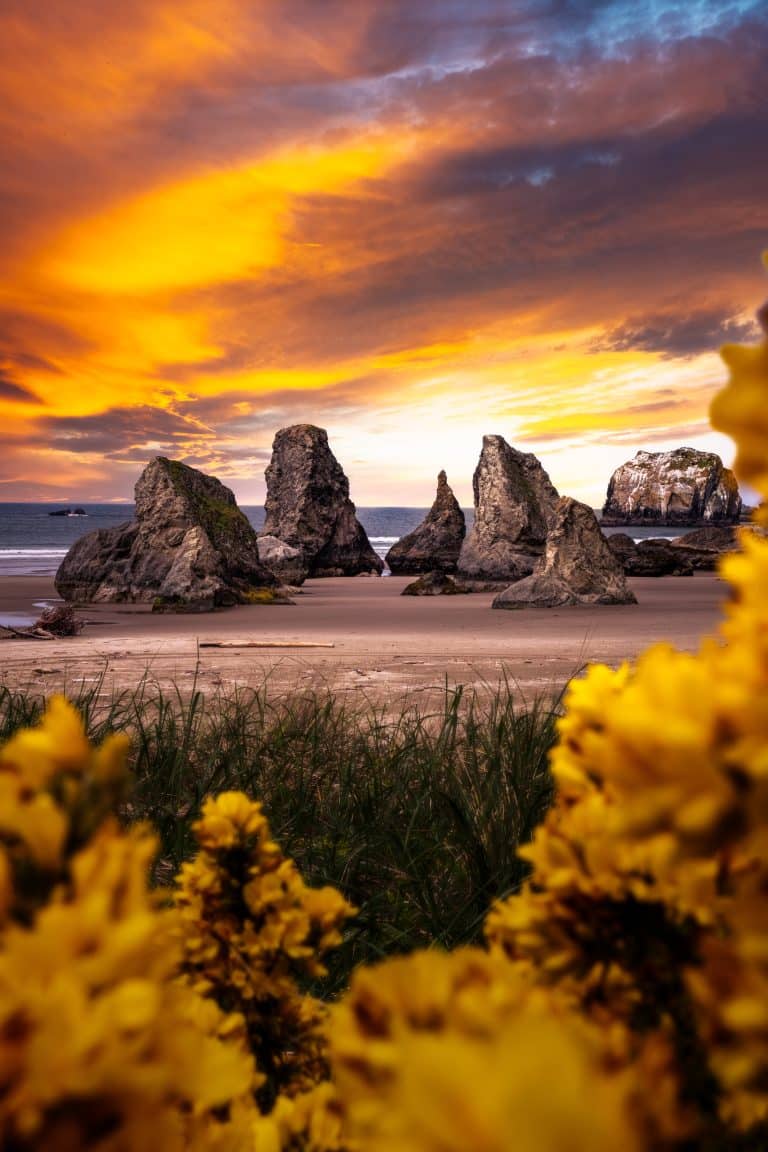 Best Spring Wildflower Hikes on the Oregon Coast 🌸🥾