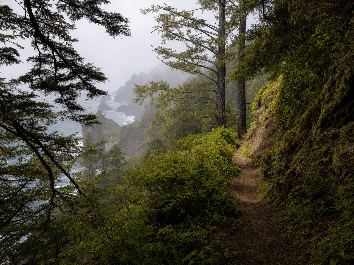Forested hiking trail with ocean views on Oregon Coast