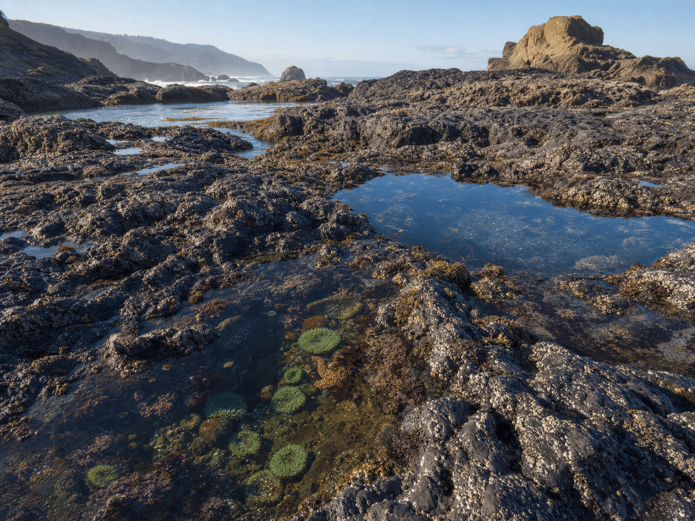 Exposed rocky intertidal zone with multiple tide pools at low tide near Yachats